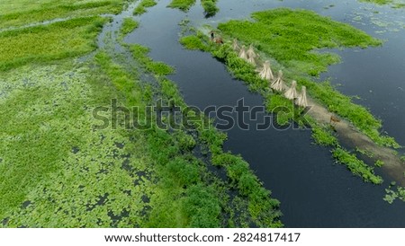 Thousands of jute stalks float across the waters of Bortir Bil, North 24 Parganas, West Bengal, India, during traditional retting. Fresh green jute is soaked for 20–25 days, allowing fibers to separate naturally as the stalks change color. This eco-friendly process produces sustainable fiber for the textile industry, reducing reliance on plastic.