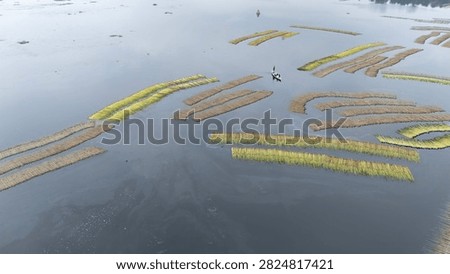 Thousands of jute stalks float across the waters of Bortir Bil, North 24 Parganas, West Bengal, India, during traditional retting. Fresh green jute is soaked for 20–25 days, allowing fibers to separate naturally as the stalks change color. This eco-friendly process produces sustainable fiber for the textile industry, reducing reliance on plastic.