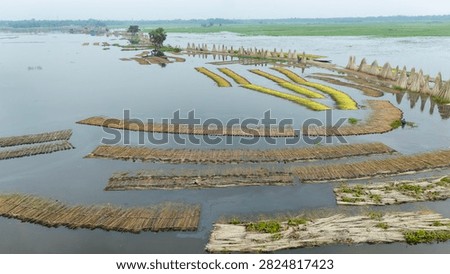 Thousands of jute stalks float across the waters of Bortir Bil, North 24 Parganas, West Bengal, India, during traditional retting. Fresh green jute is soaked for 20–25 days, allowing fibers to separate naturally as the stalks change color. This eco-friendly process produces sustainable fiber for the textile industry, reducing reliance on plastic.