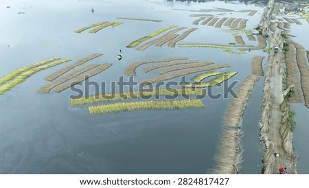 Thousands of jute stalks float across the waters of Bortir Bil, North 24 Parganas, West Bengal, India, during traditional retting. Fresh green jute is soaked for 20–25 days, allowing fibers to separate naturally as the stalks change color. This eco-friendly process produces sustainable fiber for the textile industry, reducing reliance on plastic.