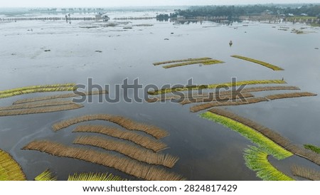 Thousands of jute stalks float across the waters of Bortir Bil, North 24 Parganas, West Bengal, India, during traditional retting. Fresh green jute is soaked for 20–25 days, allowing fibers to separate naturally as the stalks change color. This eco-friendly process produces sustainable fiber for the textile industry, reducing reliance on plastic.