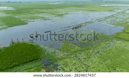 Thousands of jute stalks float across the waters of Bortir Bil, North 24 Parganas, West Bengal, India, during traditional retting. Fresh green jute is soaked for 20–25 days, allowing fibers to separate naturally as the stalks change color. This eco-friendly process produces sustainable fiber for the textile industry, reducing reliance on plastic.