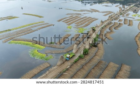 Thousands of jute stalks float across the waters of Bortir Bil, North 24 Parganas, West Bengal, India, during traditional retting. Fresh green jute is soaked for 20–25 days, allowing fibers to separate naturally as the stalks change color. This eco-friendly process produces sustainable fiber for the textile industry, reducing reliance on plastic.