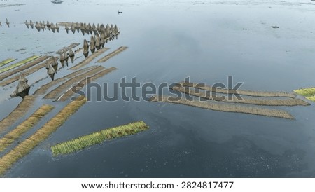 Thousands of jute stalks float across the waters of Bortir Bil, North 24 Parganas, West Bengal, India, during traditional retting. Fresh green jute is soaked for 20–25 days, allowing fibers to separate naturally as the stalks change color. This eco-friendly process produces sustainable fiber for the textile industry, reducing reliance on plastic.