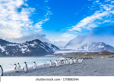 Thousands of King Penguins march for cover of the oncoming katabatic winds