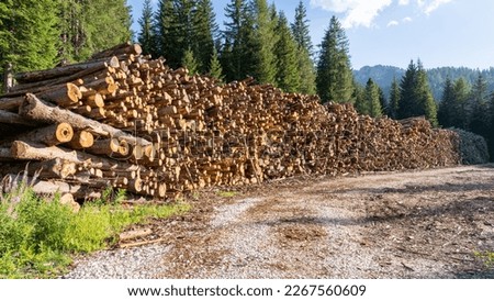 Thousands of logs stacked after the storm that destroyed the woods. Pile of wooden logs, big trunks of tall trees cut and stacked. Stack of cut pine tree logs in a forest. Wood logs, timber logging