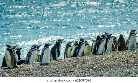 Thousands of Magellanic penguins live in a vast rookery beside the Atlantic Ocean in Peninsula Valdes in Patagonia, Argentina. 