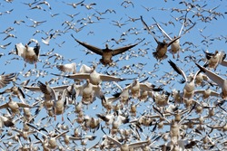 Thousands Of Migrating Snow Geese ( Chen Caerulescens ) Fly Off From Lancaster County, Pennsylvania, USA.