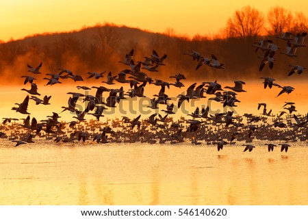 Thousands of migrating Snow Geese ( Chen caerulescens ) fly from a misty lake at sunrise in Lancaster County, Pennsylvania, USA.
