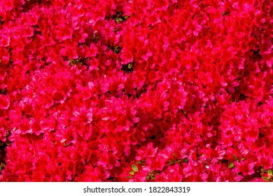 Thousands Red Encore Azalea Flowers Blooming Macro. 