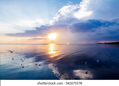 The Thousands Of Seagulls That Winter Escape From Fridge Zone And Temperate Zone, Swim In Sea At Sunset.