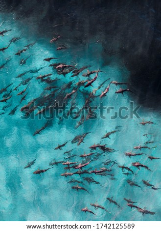 Thousands of sharks attack smaller fish in a once in a lifetime feeding frenzy on the Ningaloo Reef, Western Australia