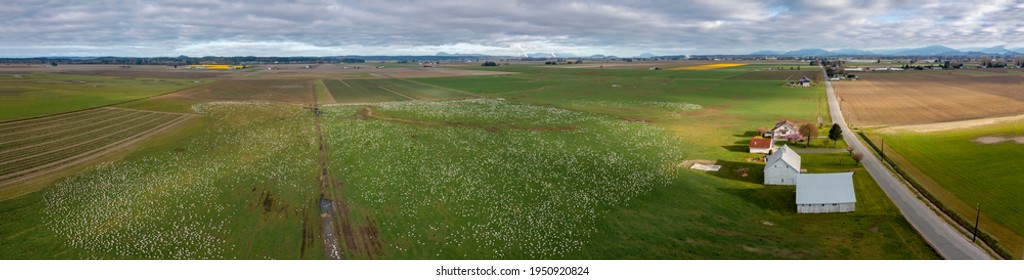 Thousands Of Snow Geese Have Arrived From The Russian Arctic Tundra. With Their Young Chicks In Tow, They Will Spend Fall, Winter And Spring Grazing The Farm Fields Of Skagit Valley, Washington State.