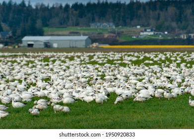 Thousands Of Snow Geese Have Arrived From The Russian Arctic Tundra. With Their Young Chicks In Tow, They Will Spend Fall, Winter And Spring Grazing The Farm Fields Of Skagit Valley, Washington State.