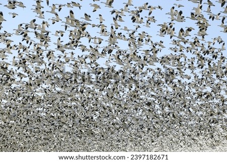 Thousands of snow geese take off filling the sky with black and white birds while wintering in the Skagit Valley