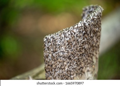 Thousands Of Winged Termites Devour A Wooden Fence Post.