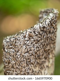 Thousands of Winged termites devour a wooden fence post.