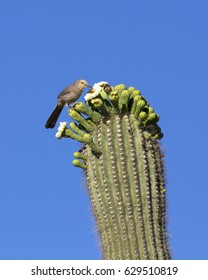 Thrasher Bird On Blooming Saguaro Arizona