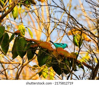  Thraupidae - Turquoise Bird - Dacnis Cayana - Combretum Fruticosum