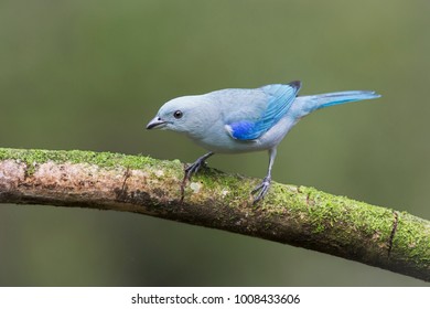 Thraupis Episcopus Thraupidae