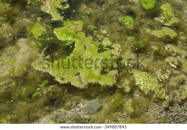 1,019件の「Filament algae」の画像、写真素材、ベクター画像 | Shutterstock
