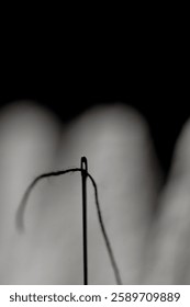 Thread Through the Needle’s Eye – Minimalist Macro Photography