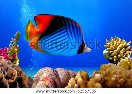 Threadfin butterflyfish (Chaetodon auriga) and coral reef, Red Sea, Egypt