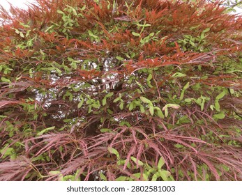 Threadleaf Japanese Maple with Winged Seeds