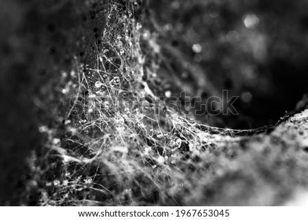 Similar – Image, Stock Photo Barnacles on the stones of the beach of Las Catedrales, Lugo, Spain