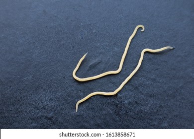 A pinworms a szemből kilép giardien katze panacur