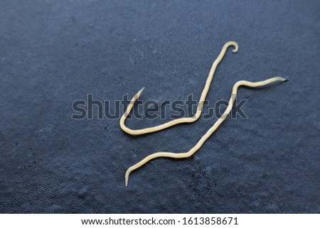 Threadworms,Parasite on black background,Copy space 