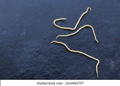 Pinworm a pinworms emberektől Giardien bei katzen ansteckend