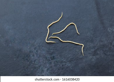 442 Threadworm Images, Stock Photos & Vectors | Shutterstock