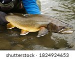 Threatened adult Bull Trout about to be released back into its native waters in the Rocky Mountain region of Alberta