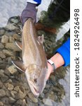 Threatened adult Bull Trout being cradled in the water prior to releasing the Rocky Mountain region of Alberta