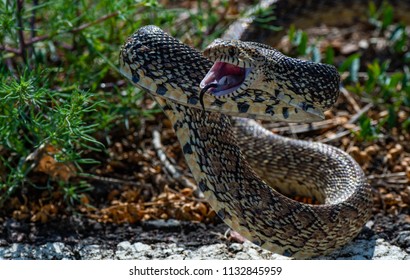 Threatened Bull Snake in Strike Pose - Powered by Shutterstock