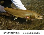Threatened Bull Trout being released back into its native waters in the Rocky Mountain region of Alberta