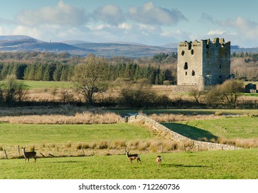 Threave Castle And Roe Deer