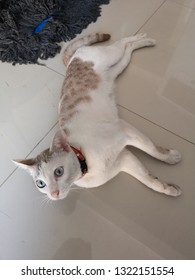 Portrait​ of​ adorable​ three color​ cat​ lying​ on​ the​ ground​