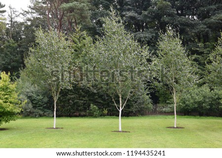 Three 3 young silver birch trees planted on a manicured green grass lawn with woods in the background. 