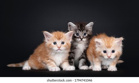 Three 5 Week Old Maine Coon Cat Kittens, Sitting On A Row. All Looking Towards Camera. Isolated On Black Background.