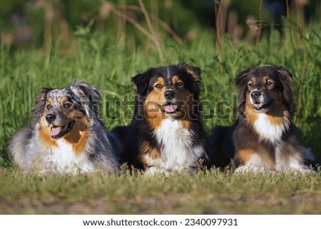 Three adorable Australian Shepherd dogs (blue merle and tricolor) posing outdoors lying down together on a green grass in summer
