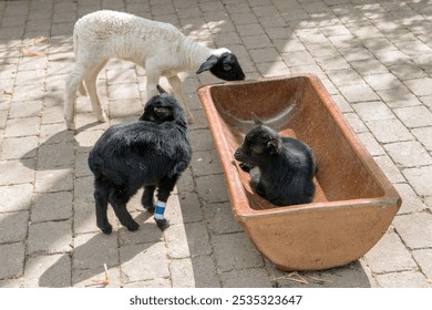 Three adorable baby farm animals, including a white lamb and two black goats, play on a sunny brick patio, with one goat resting comfortably inside a rustic trough. - Powered by Shutterstock