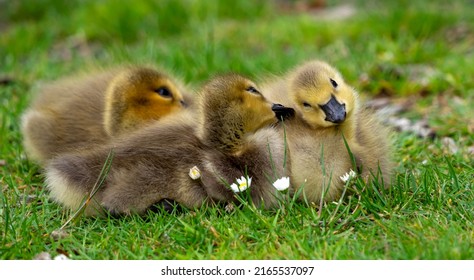 6,516 Canada goose goslings Images, Stock Photos & Vectors | Shutterstock