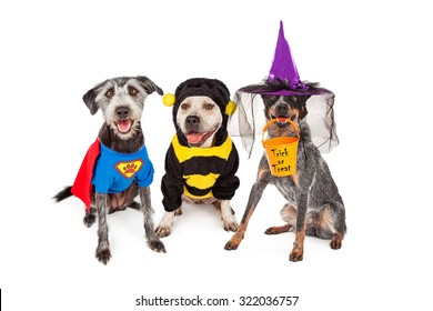 Three adorable dogs wearing Halloween costumes including super hero, bumble bee and witch