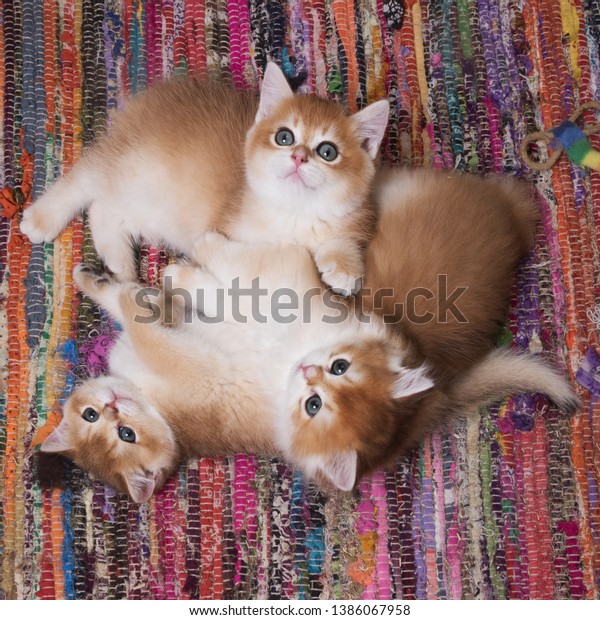 Three Adorable Kittensbreed British Shorthair Golden Stock Photo