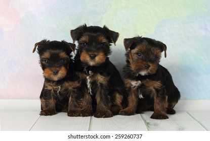 Three adorable puppy Yorkshire Terrier