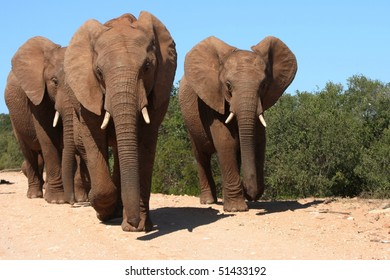 Three Adult Elephants Mock Charging The Photographer In South Africa