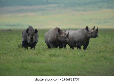 Three African Black Rhinos (who are on the verge of extinction) in the safety of the Ngorongoro Crater - Shutterstock ID 1986921737