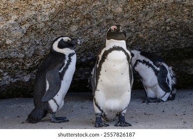 Three African penguins are hiding from the sun in the shade of a large stone. South Africa, natural habitat of endangered animals. black-footed, Spectacled penguin.  - Powered by Shutterstock